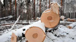 В Красноярском крае незаконно рубили лес на миллионы рублей