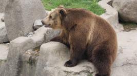 В зоопарке Абакана построят новые вольеры для медведей