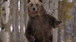 В Сибири на посетительницу шашлычной напал медведь