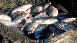 Рыбные хозяйства в Хакасии могут закрыться