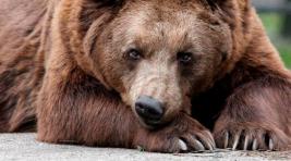 В Томской области медведь ранил сотрудника зоопарка
