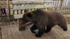 На улицах села в Красноярском крае заметили медведя