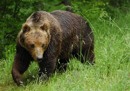 Голодный медведь напал на пенсионерку в Иркутской области