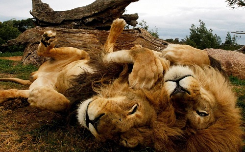 В ЮАР голодные львы оставили от браконьера только голову и потроха