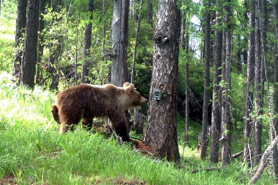 Медведь "покалечил" фоторегистратор в Саяно-Шушенском заповеднике