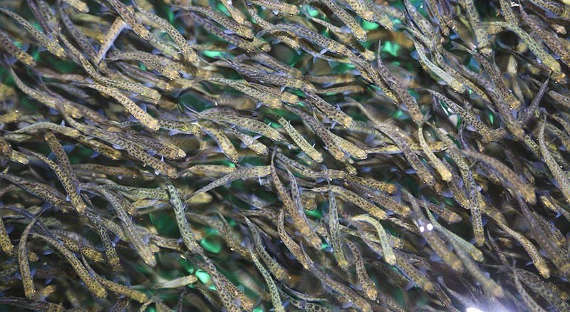 На Камчатке рыбзаводы начали выпускать мальков лосося в реки