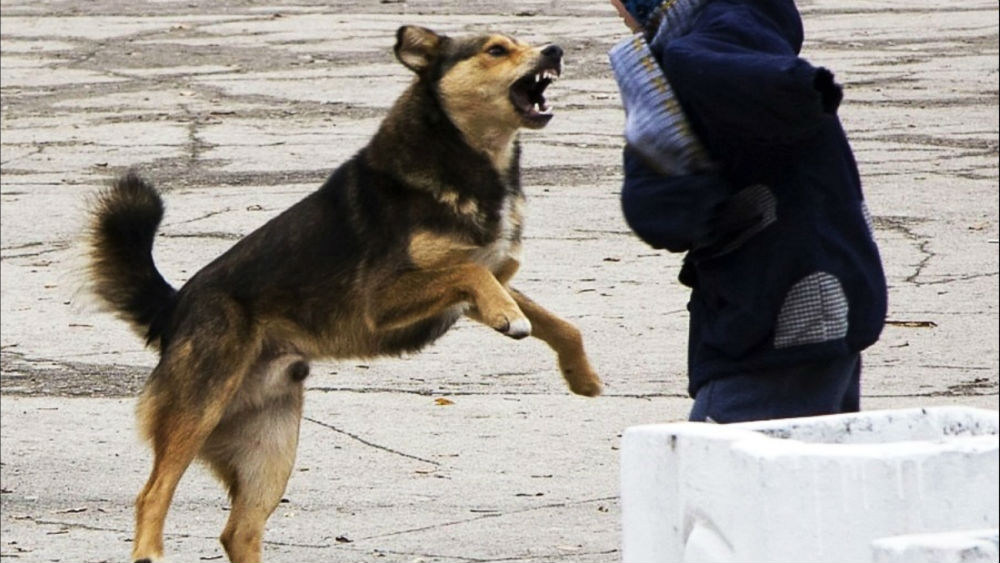 В Сибири собаки напали на 4-летнюю девочку