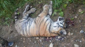 В Хабаровском крае убит тигренок