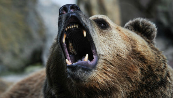 Медведь напал на беременную девушку в Приморье