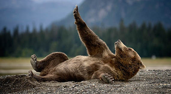 МЧС Новосибирска: не делайте селфи с медведем