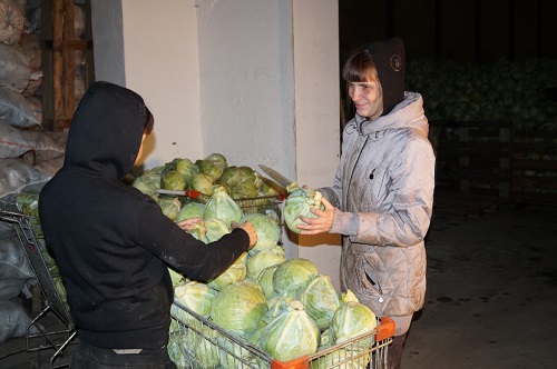 Фермеры Хакасии отгружают овощи для пострадавших от града ширинцев