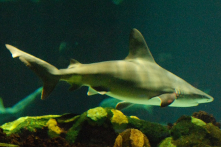 Не в своей стихии: акула погибла в ДТП во Флориде