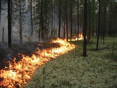 В Хакасии особый противопожарный режим продлен до 20 июня
