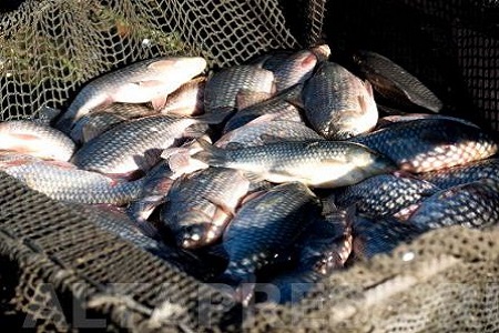 Рыбные хозяйства в Хакасии могут закрыться