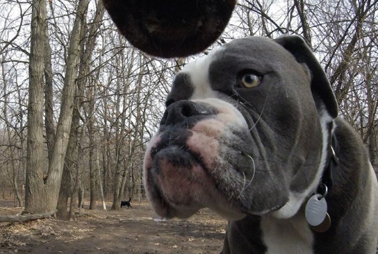 Собака-фотограф стала звездой интернета