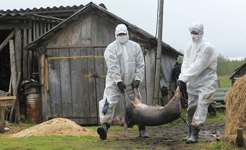 Хакасия, выдохни: Красноярский край одолел африканскую чуму свиней. Но!