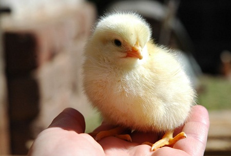 Минсельхозпрод Хакасии будет бесплатно раздавать цыплят