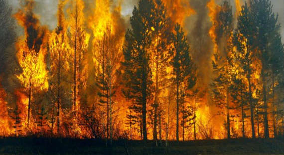 На Дальнем Востоке отмечено более 20 очагов лесных пожаров за сутки