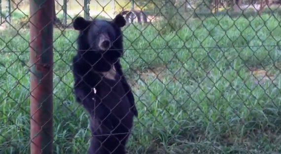 В Сети набирает популярность видео с медведем, который ходит, как человек