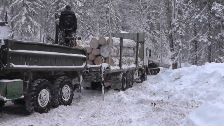 По сигналу ОНФ в соседнем с Хакасией регионе пресечена незаконная заготовка древесины
