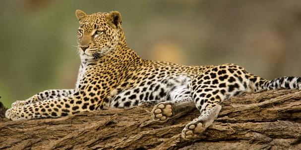 В Приморье убит редкий леопард