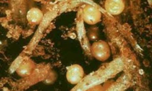 Внимание, опасность: Хакасию оккупировали вредители картофеля