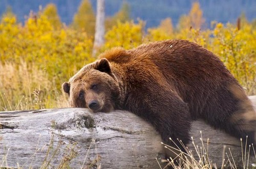 На Аляске 11-летний мальчик спас взрослых от напавшего на них медведя