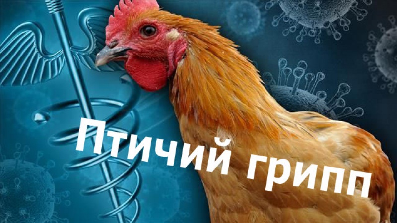 В Хакасию могут занести высокопатогенный грипп птиц
