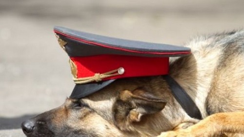 В Абакане полицейская собака нашла ворованное