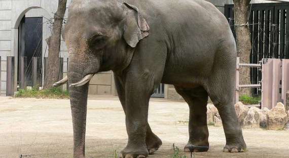 В Хакасии из цирка сбежал слон