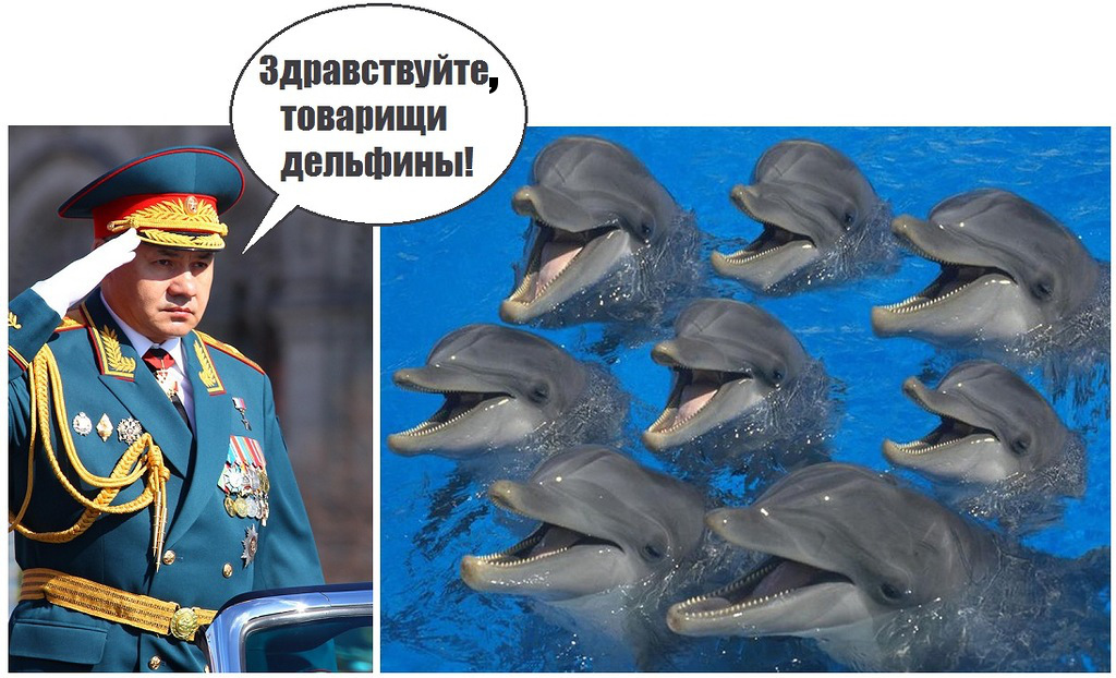 Минобороны РФ закупит пять дельфинов