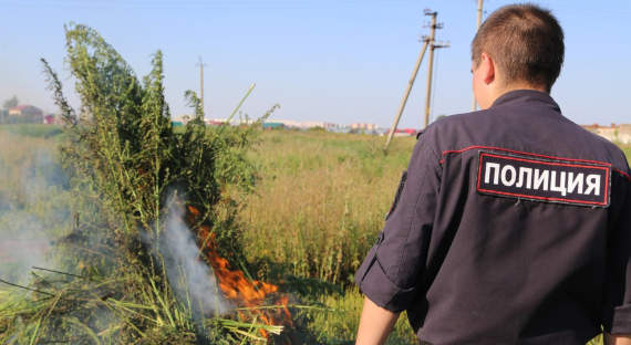 В Черногорске полицейские собрали урожай любителей травы