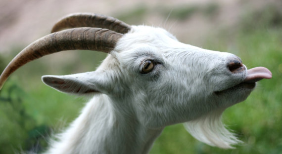 В Сербии хозяева убили козу, съевшую 20 тысяч евро