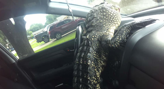 В США аллигатор пытался угнать машину у зоозащитницы (ВИДЕО)