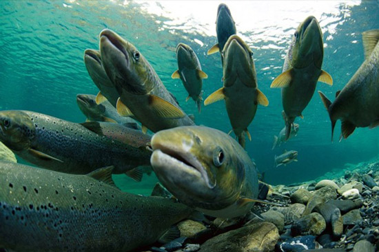 Камчатский лосось бьет рекорды