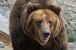 Турист в Красноярске залез на дерево и тем спасся от медведя