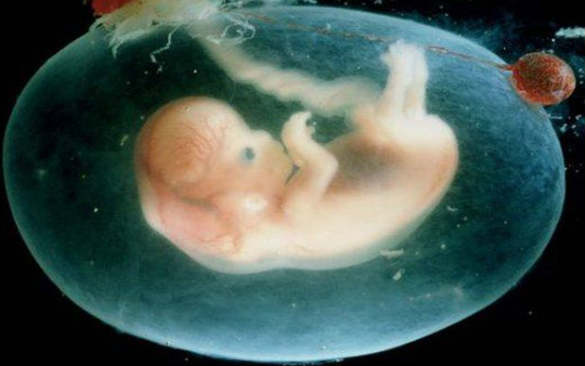 Двухнедельный человеческий эмбрион в пробирке удалось вырастить учёным