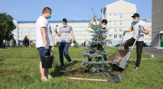 Голубые ели и сосны украсили территорию ковидного госпиталя в Саяногорске