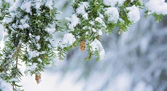 Погода в Хакасии 13 декабря: Слабый снег