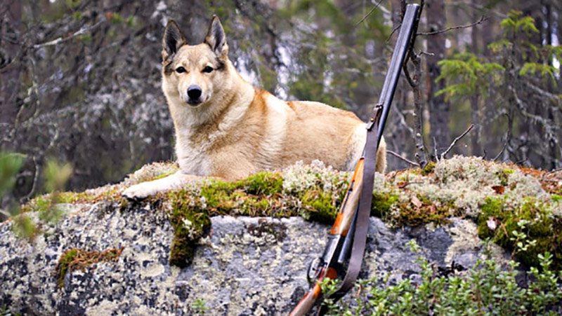 В Хакасии закончился сезон охоты на пушных животных