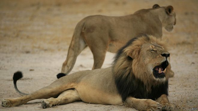 Зимбабве требует выдать американца, убившего льва