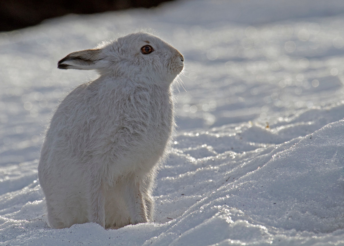 В Абаканском зоопарке зайцы стали белыми