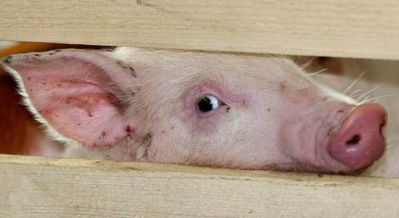 В Хакасии выявлена продукция со следами вируса свиной чумы