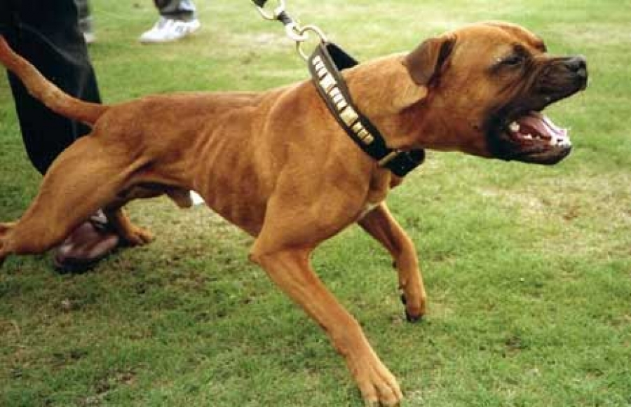 Госдума может ввести ОСАГО для владельцев бойцовых собак