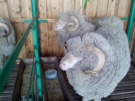 Хакасия завоевала третье место в выставке племенных овец и коз