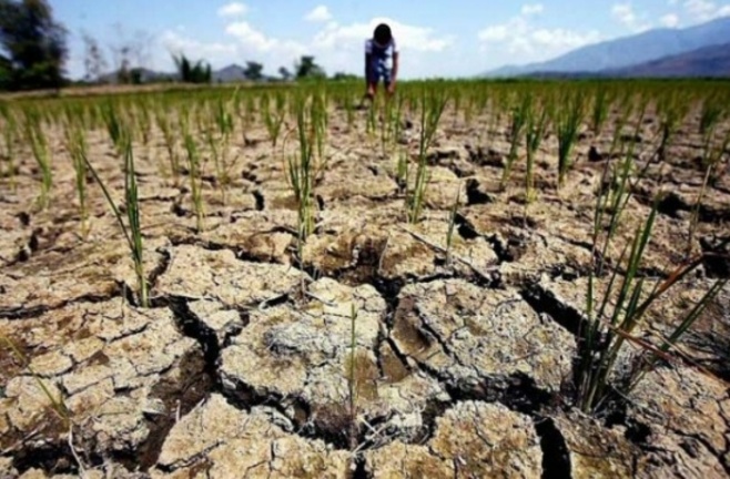 Власти РФ оценили ущерб от засухи. Хакасии в списке нет…