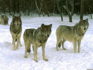 В Хакасии будут искусственно сокращать популяцию волков