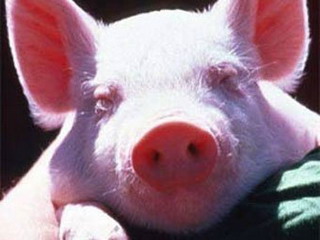 В Хакасии свиньи не чихают и не кашляют – Госветинспекция