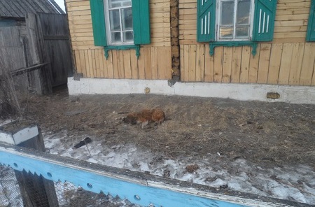 Глава села Казанцево расстрелял собак на глазах у 5-летней девочки
