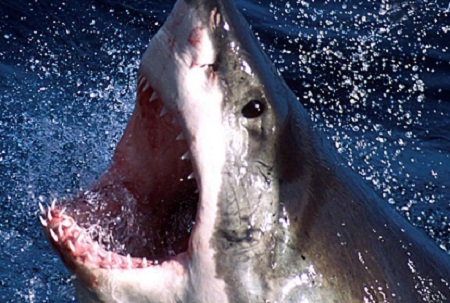 Большая белая акула напала на человека у побережья Калифорнии